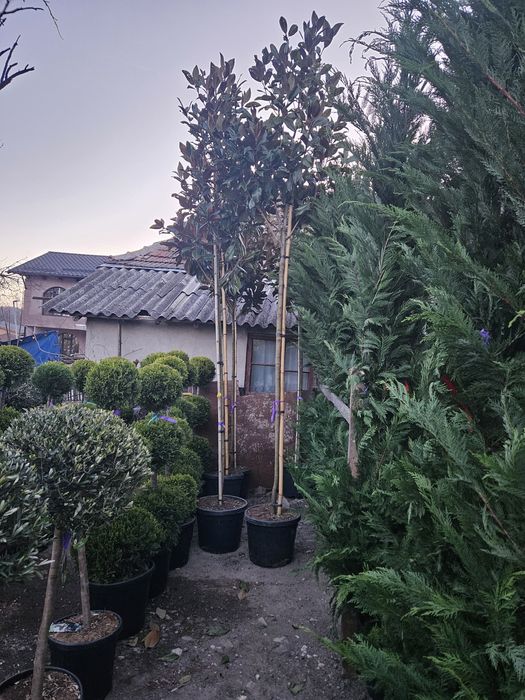 Glandeflora veșnic Verde măslini bonzai spirale bună