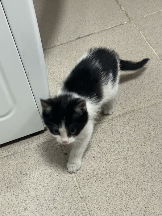 Продам Котенка Крысолов