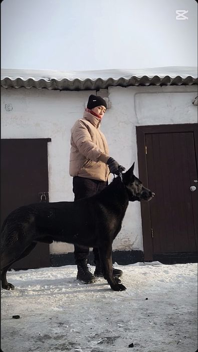 Вязка, кобель ВЕО