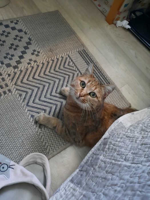 Кошечка Алиса ждёт хозяина