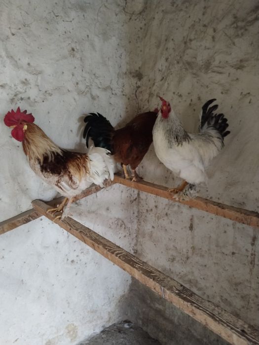 Продаётся или обмен Петух порода Брама