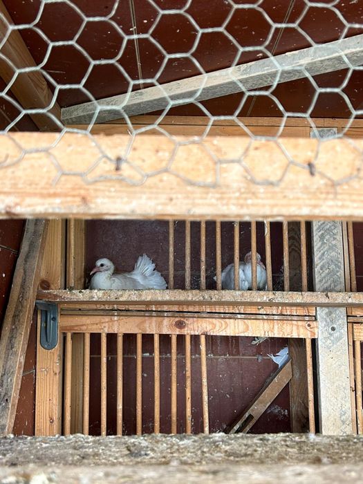 Porumbei rotati curcani