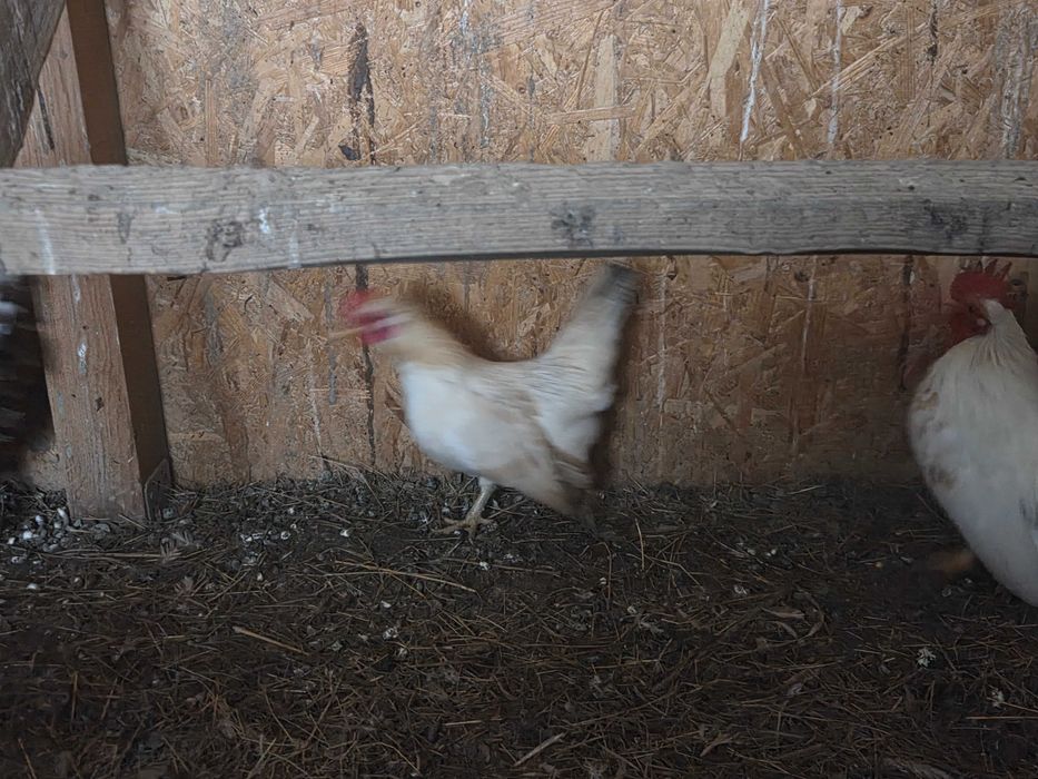 Vand gaini pitice si porumbei.