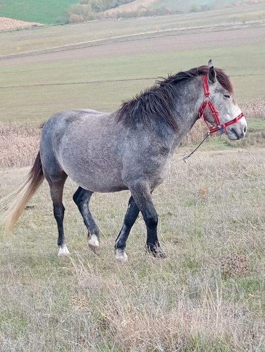 Mânz de vanzare 3 ani