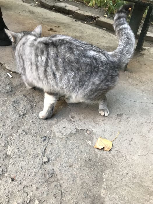 Отдам породистого кота. ^_^