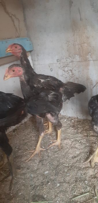 Продам цыплят дакан