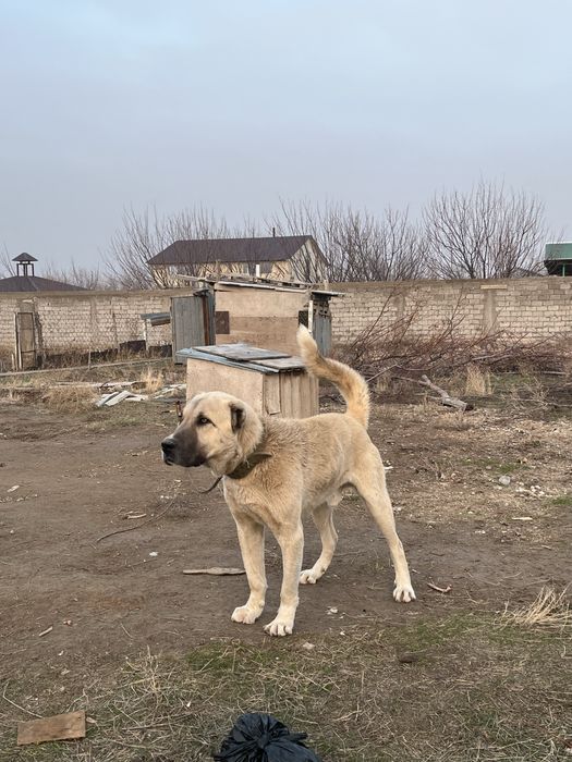 Алабай сатылады охранага