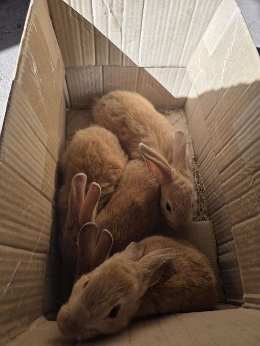 Продам крольчат  .