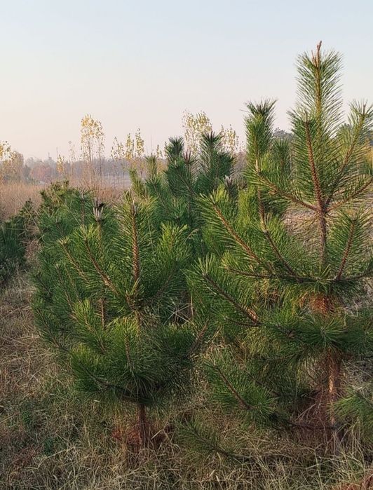 Archa Мы высаживаем саженцы можжевельника всех видов.