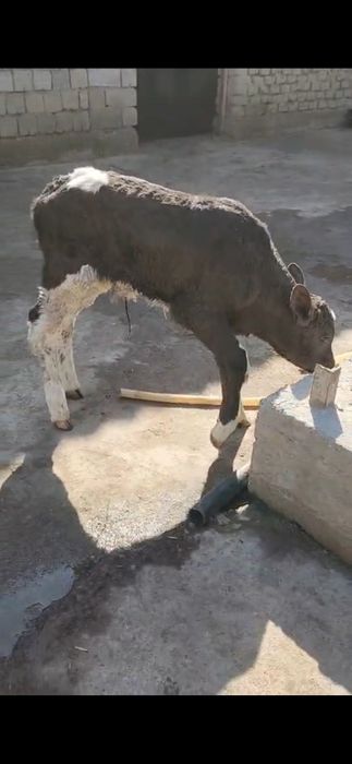 бузаулар 1 аптадан бастап 1 айга дейнгы