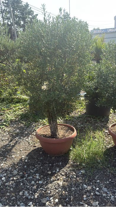 Maslini seculari rezistent la inghet