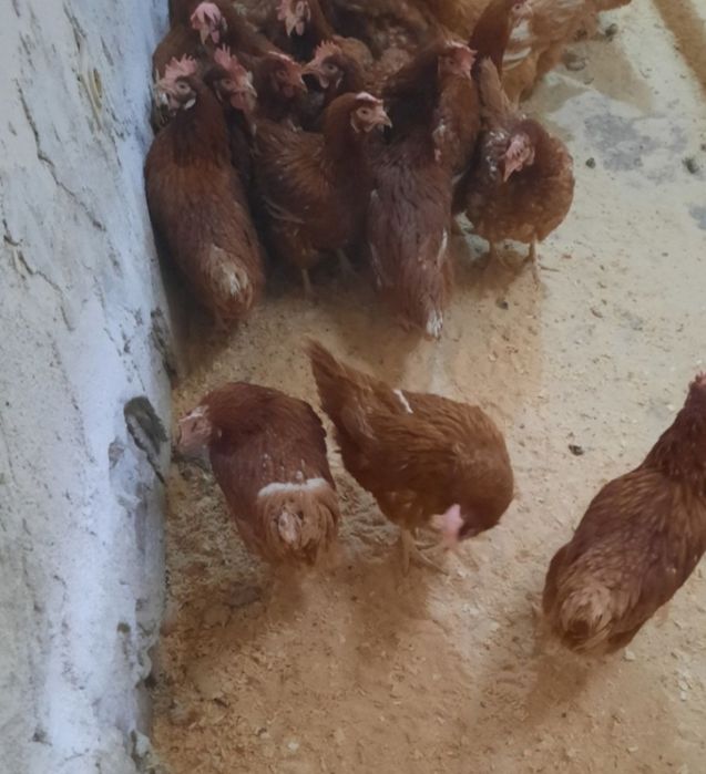 Продавам кокошки носачки за яйца