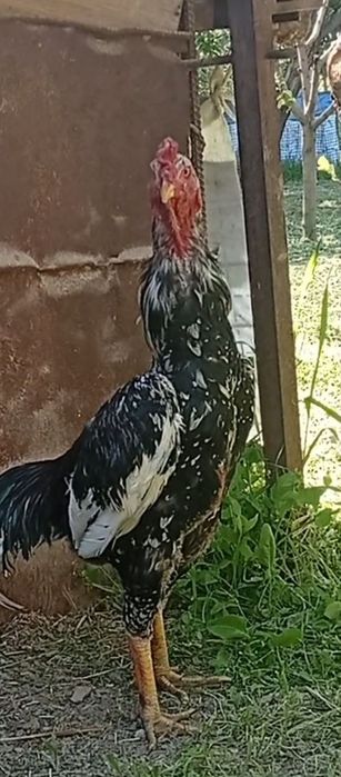 Xoʻroz sotiladi 1 tullak boldi umuman urshmagan narxi kelishiladi