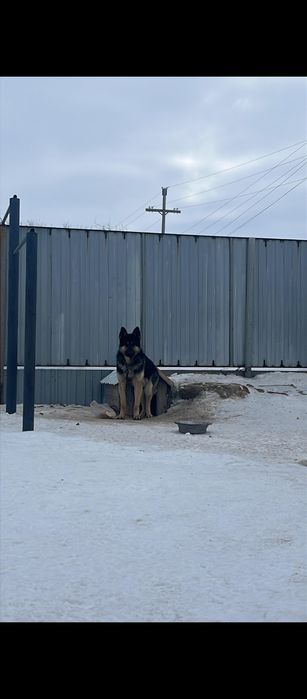 Овчарка.                            .