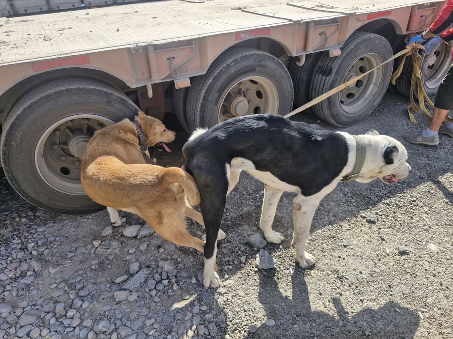 Сабаки девочки тобет