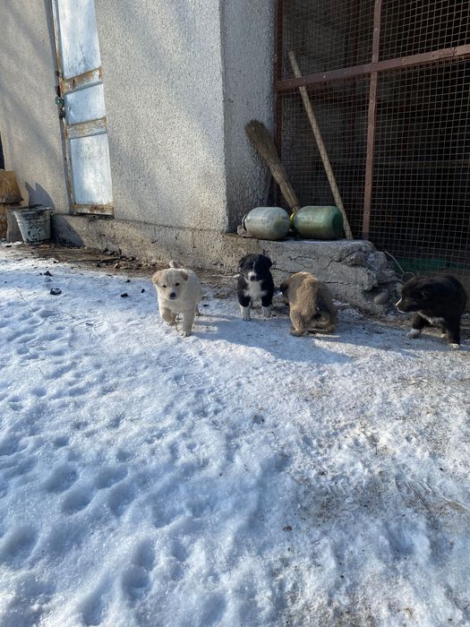 Отдаем собачек в хорошие руки
