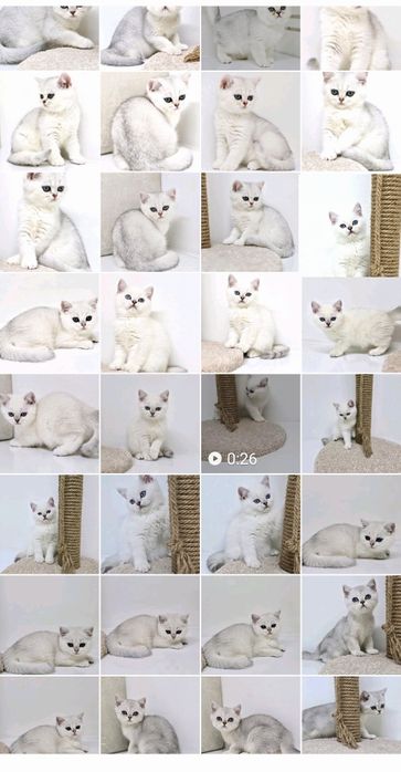 Котики и кошечки британские