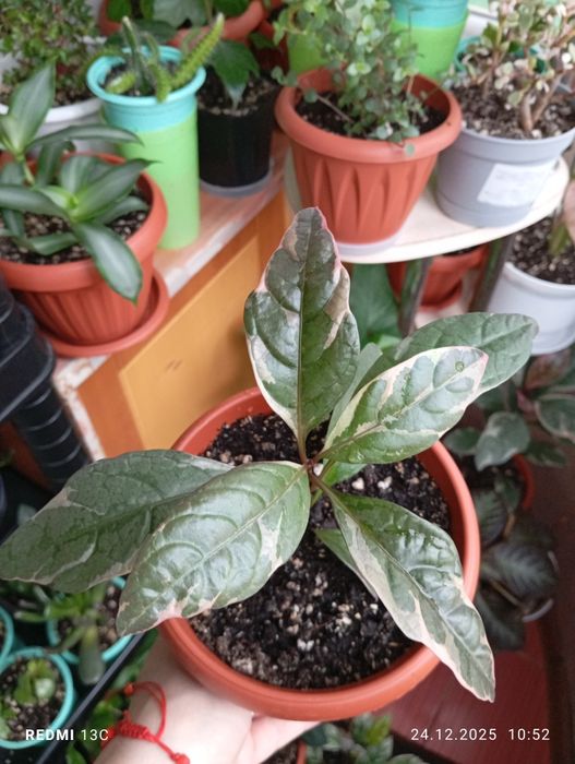 Продам цветы комнатные