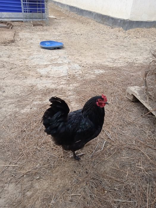 Атештер сатылымда