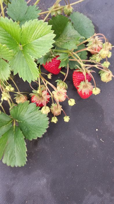 Продам рассаду клубники,сорт КЛЕРИ.