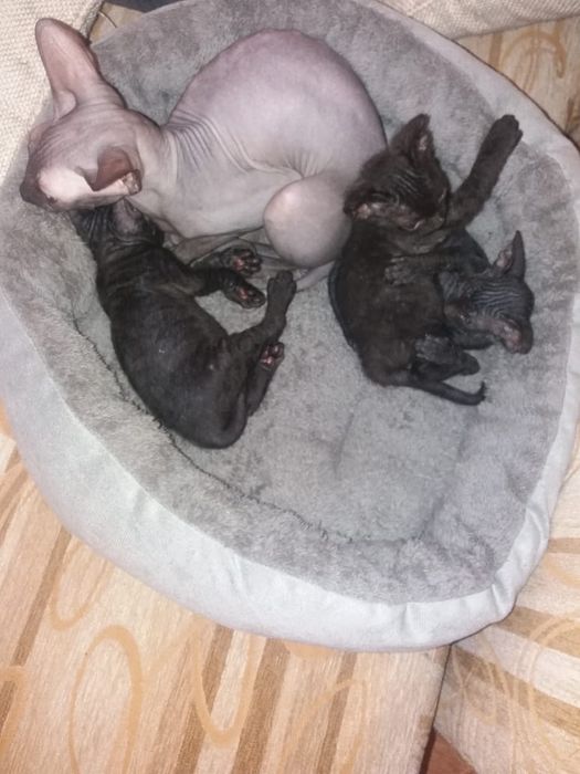 Бронь канадских котят. Им 1 мес.