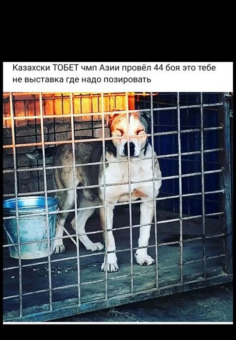 Құтттөбеттің баласы  сатылады