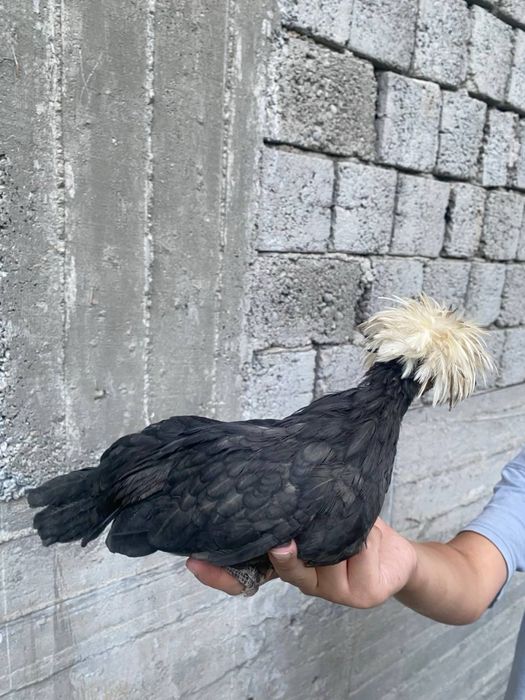 галанка жужалари сотувда 4 та галанка 1 та корашахзода хаммаси 3-4ойли