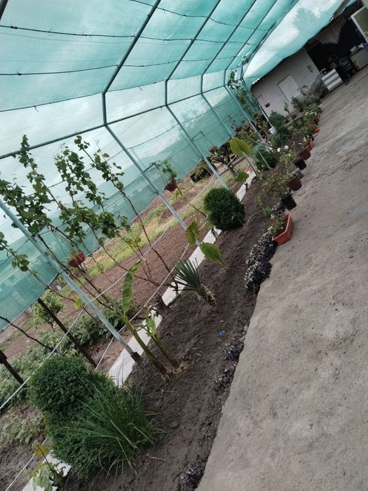 Pradayotsa xom 9sotih