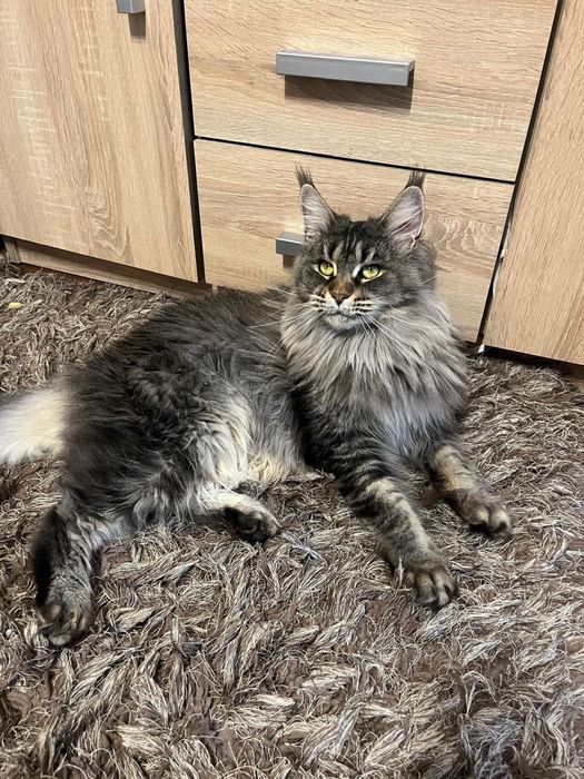 Femela Maine Coon Drept de REPRODUCERE PEDIGREE
