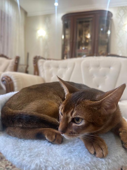 Продается Абиссинский котенок