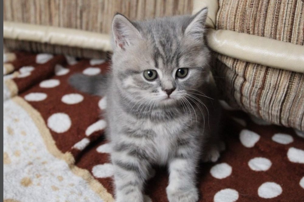 Котенко 1.5 мес девочка шотоандская