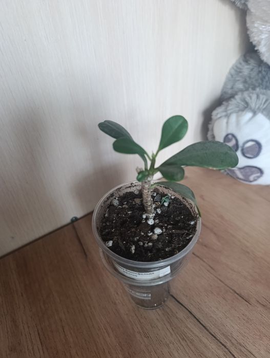 Комнатные цветы  недорого