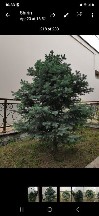 Голубая Ель в Доме