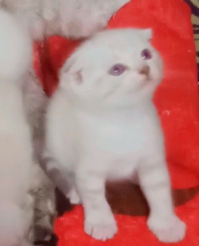 Продам котят британцы