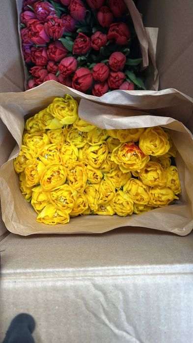 Тюльпаны 1шт 145тг