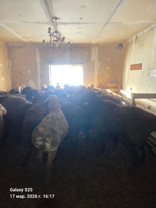 Кощқары ғисары  крупные разные