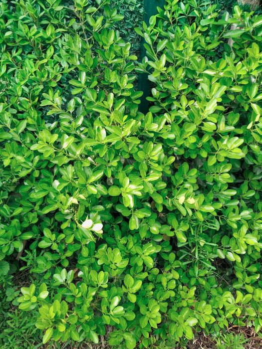 Лавровишна, различна големина