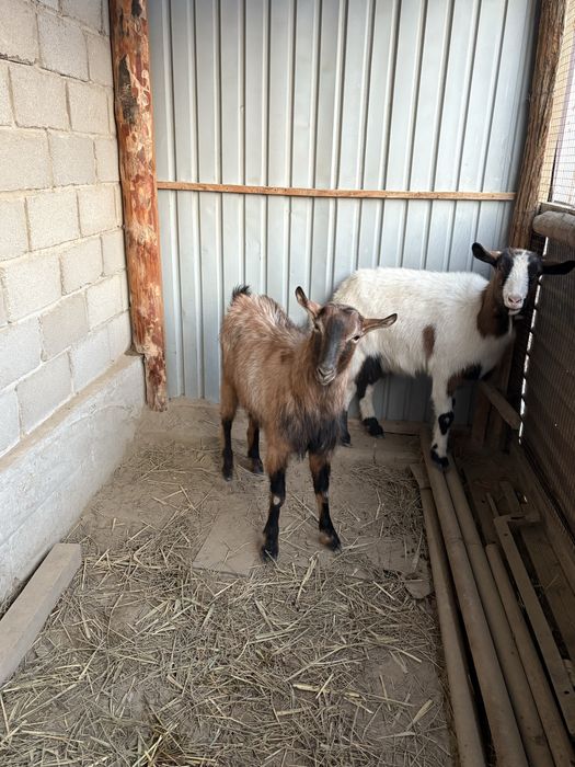 Козы Зааненская порода