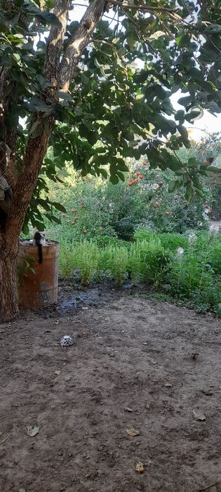 Ховли санатория бустон