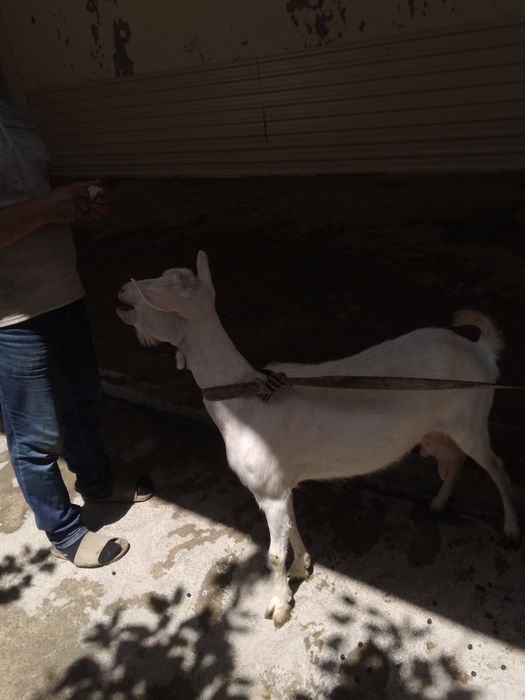 Ечки сотувдаьььб