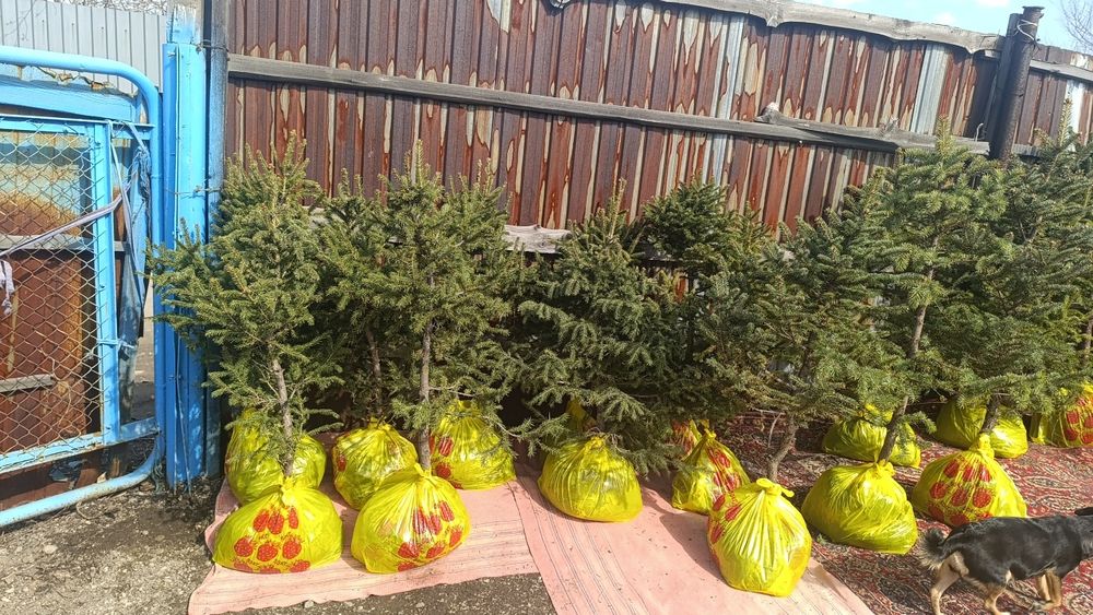 В продаже есть сажинцы