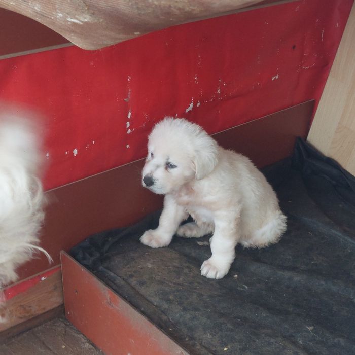 Vând 1 mascul ciobănesc