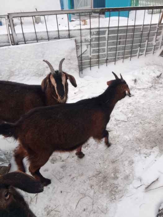 Продам козачек              .