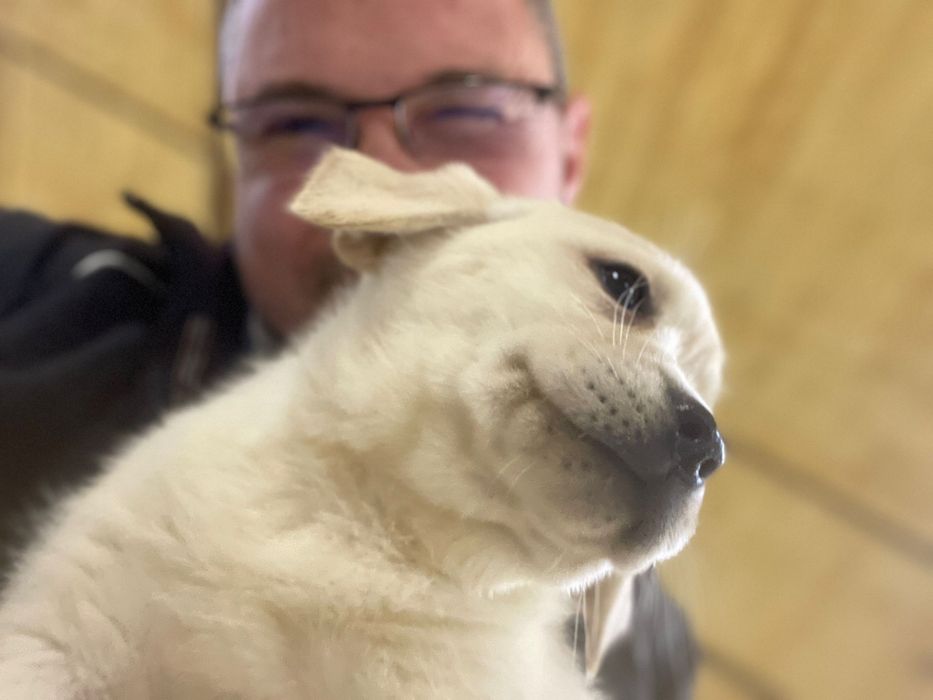 Pui Labrador Retriever cu pedigree