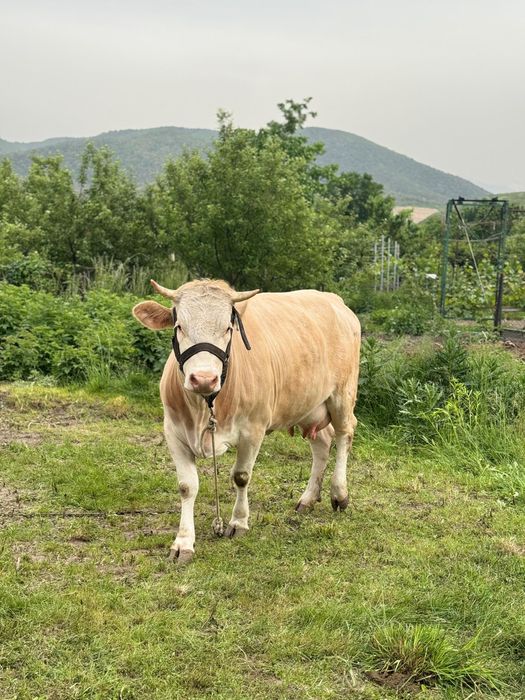 Продам корову с теленком