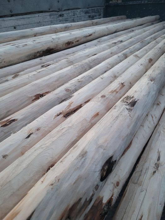 Ритловици иглолистни (чам)