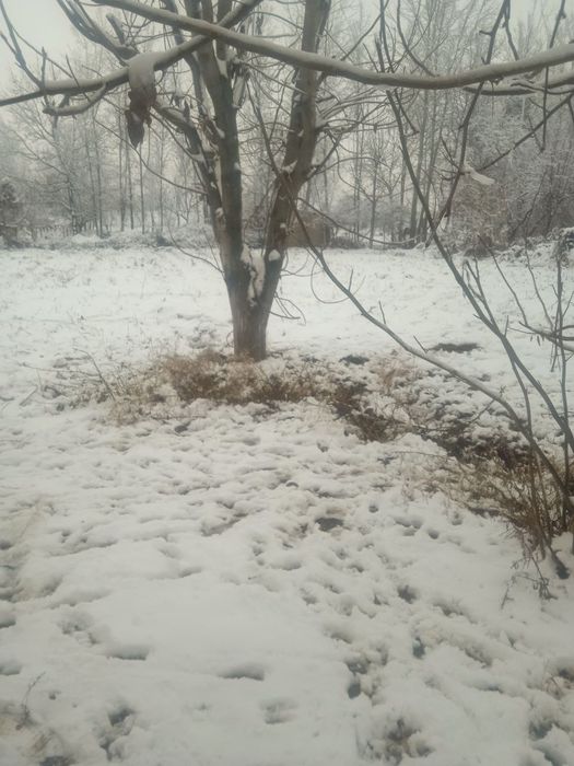 Xama sharoyitlarga ega