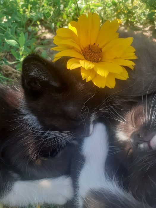 Отдам котят в добрые руки