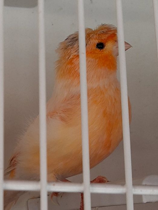 Canari timbrado español