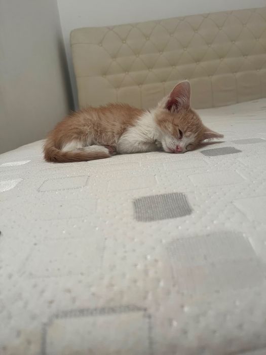 Котенок маленький в добрые руки